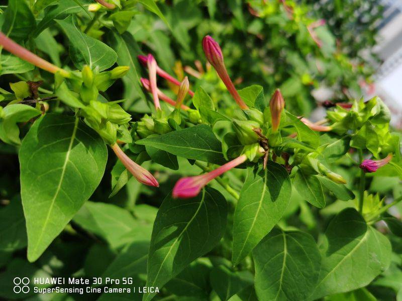 How does violet grow it