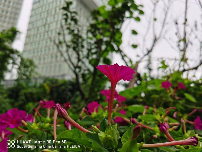 How does violet grow it