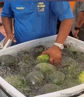 Video of the techniques used to plant watermelon in the country