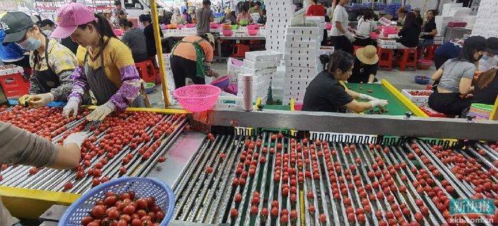 Cultivation of the fruit