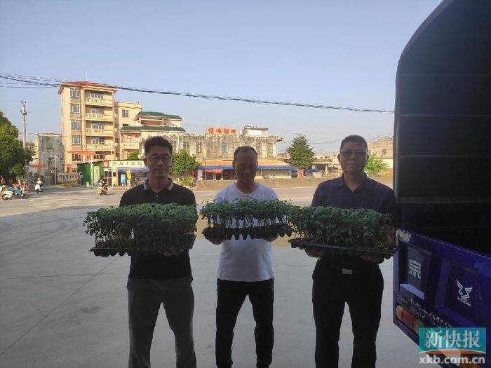 Cultivation of the fruit