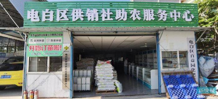 Cultivation of the fruit