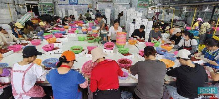 Cultivation of the fruit