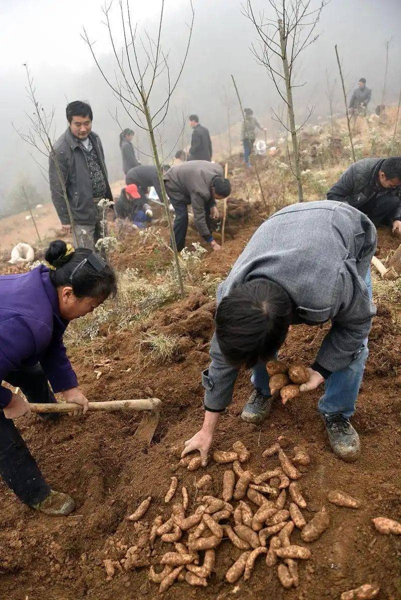 The method of growing tianima