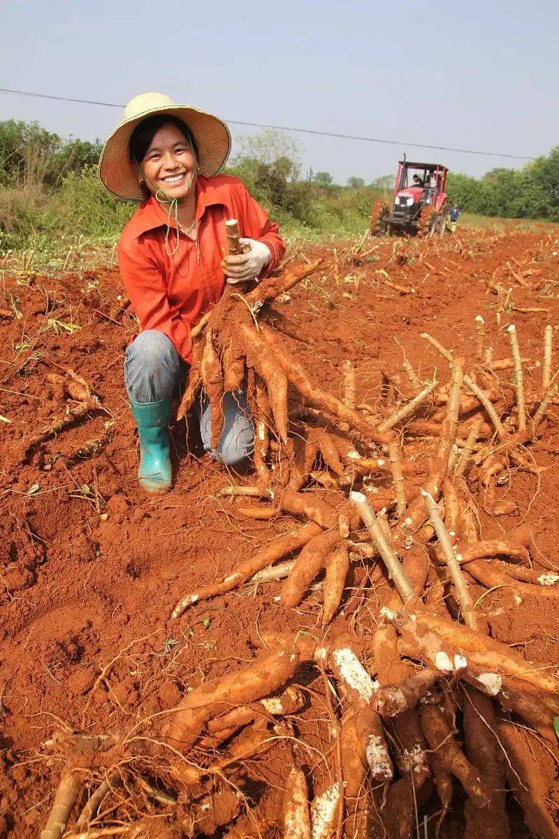 The method of growing tianima