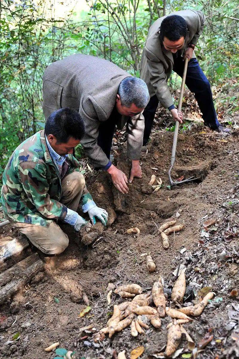 The method of growing tianima