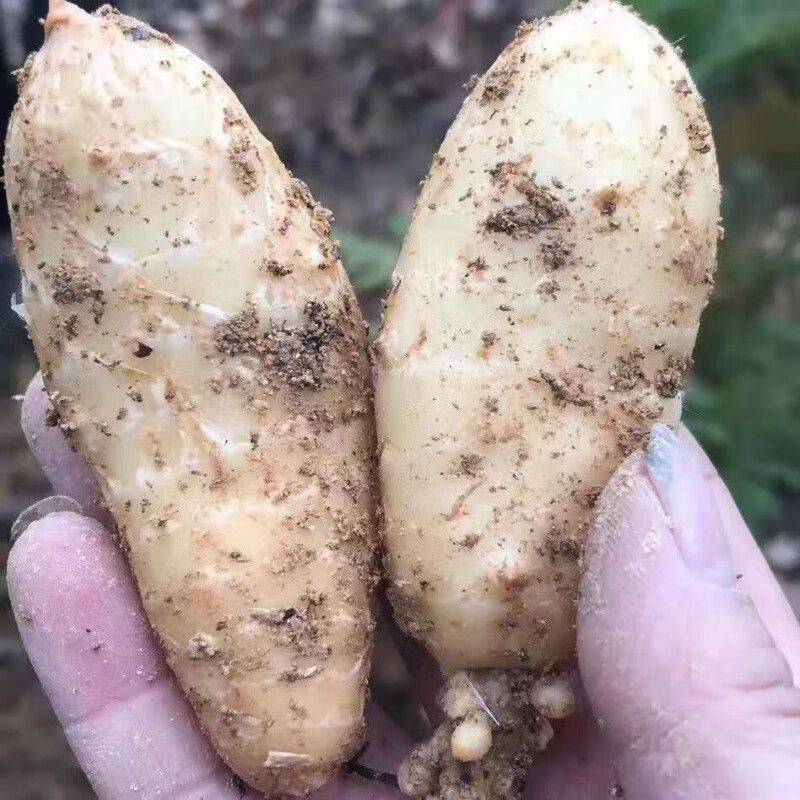 The method of growing tianima