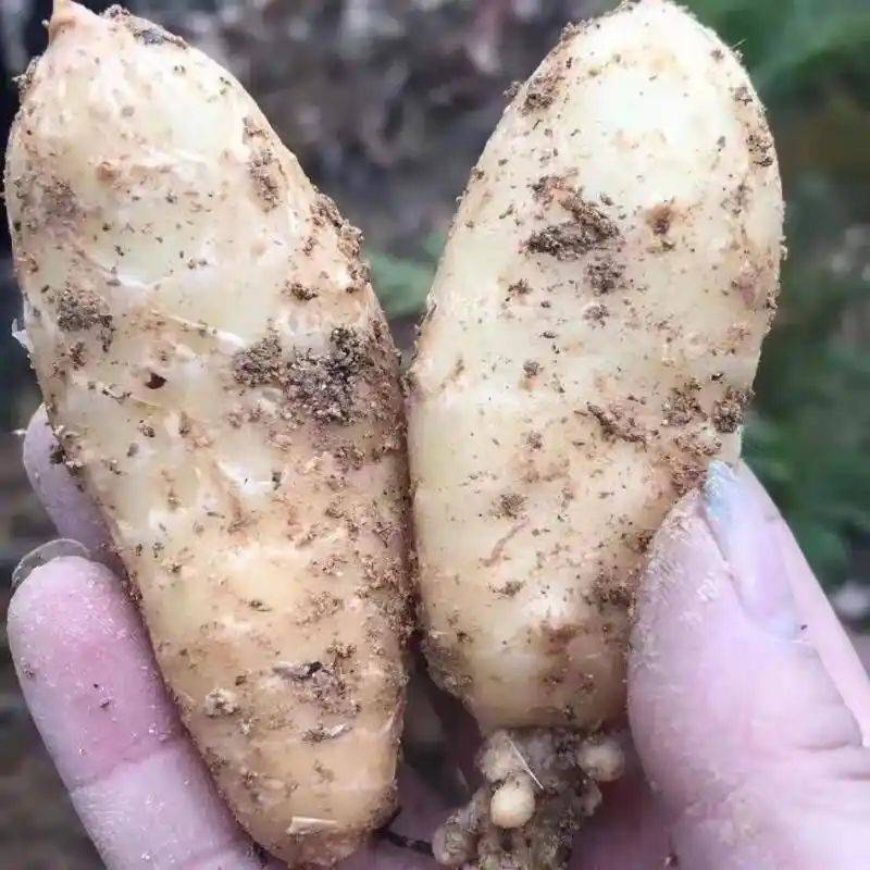 The method of growing tianima