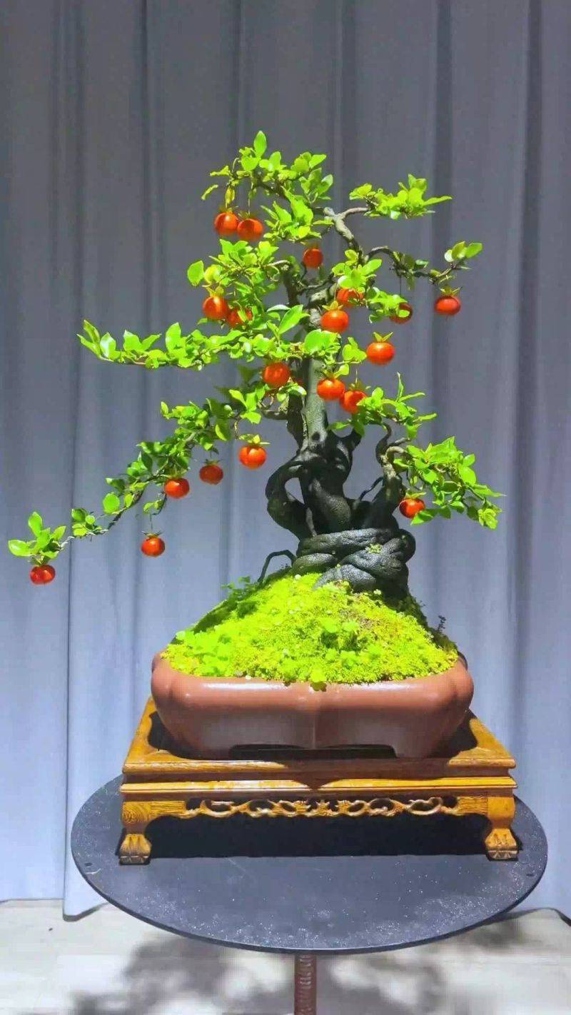 Gold bomb cultivation methods