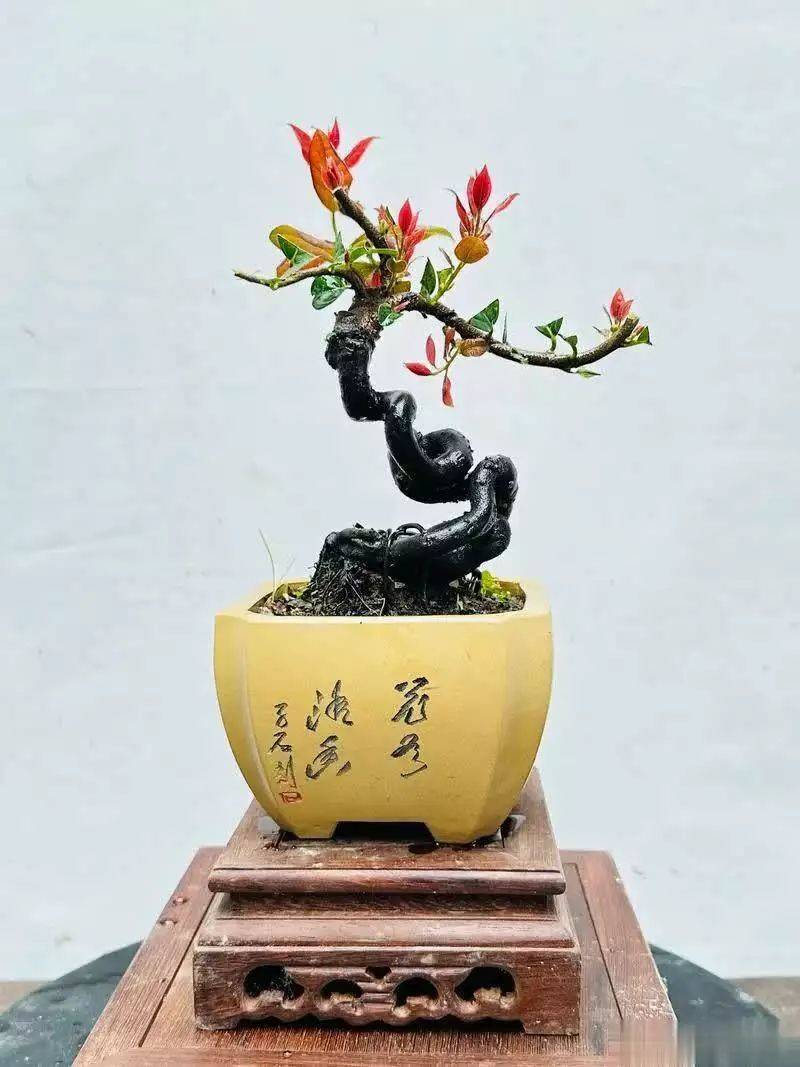 Gold bomb cultivation methods