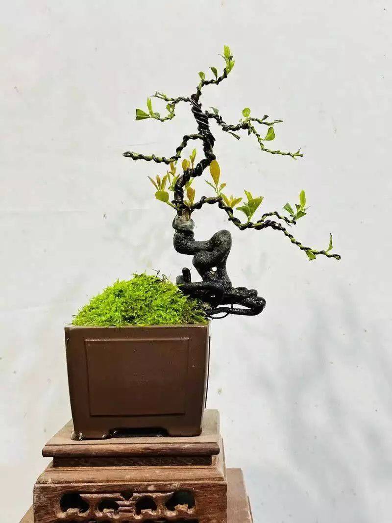 Gold bomb cultivation methods