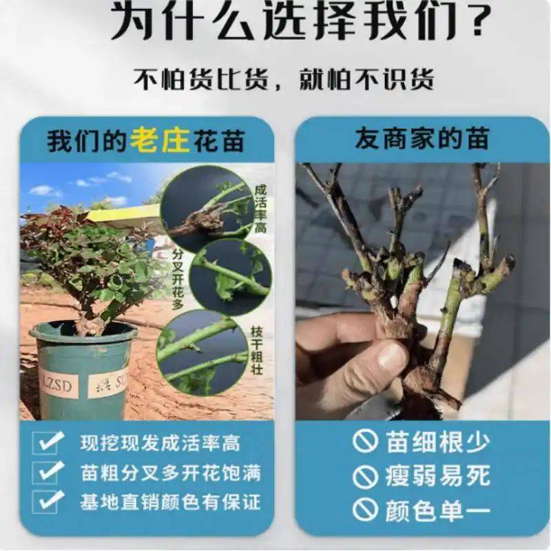 How to plant perfume roses