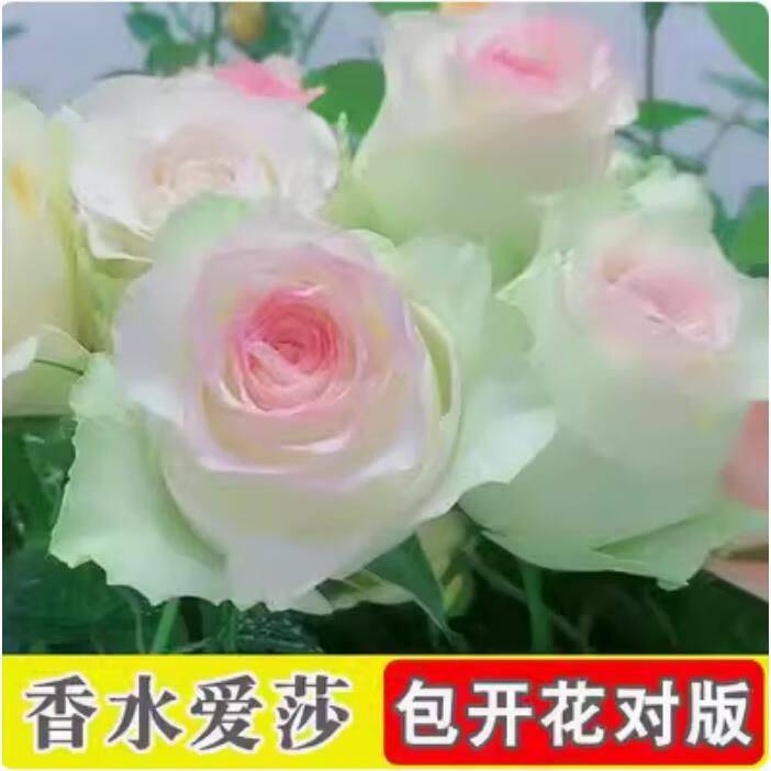 How to plant perfume roses