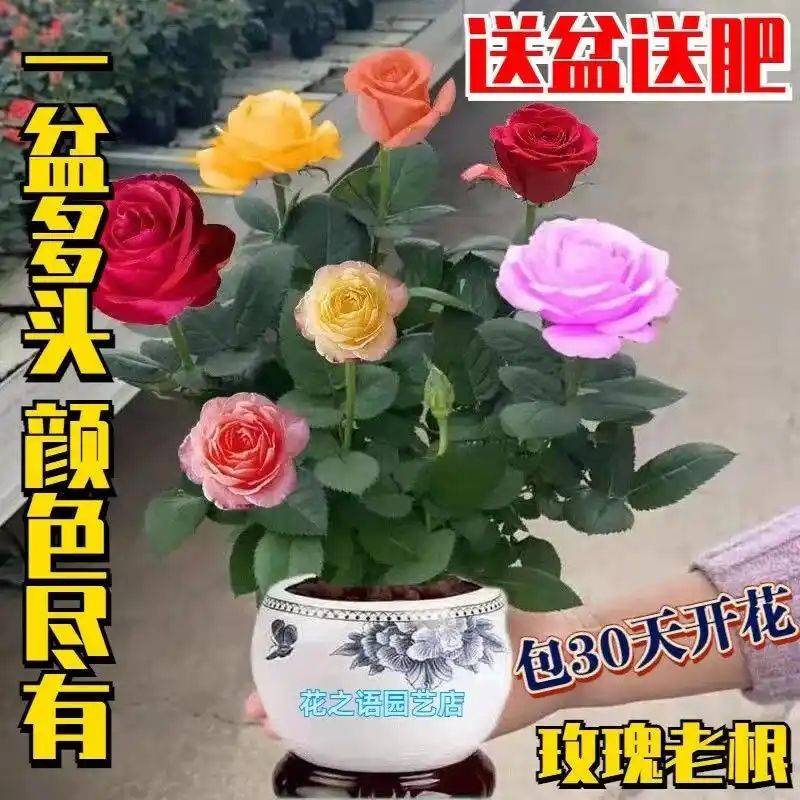 How to plant perfume roses