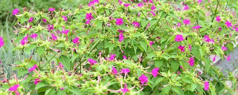 How does violet grow it