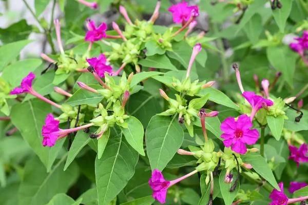 How does violet grow it