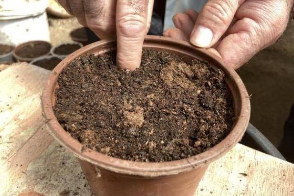 How does violet grow it