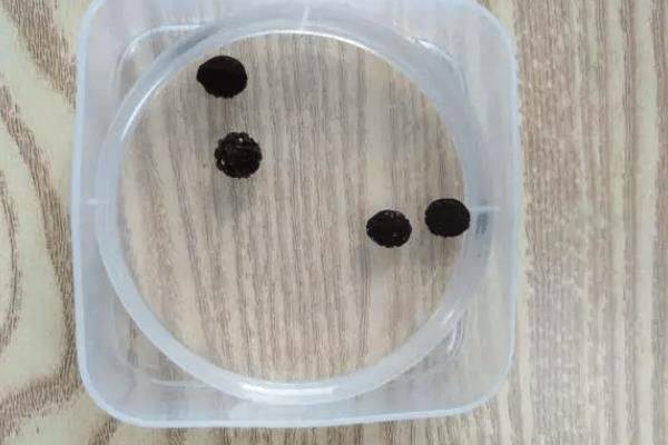 How does violet grow it