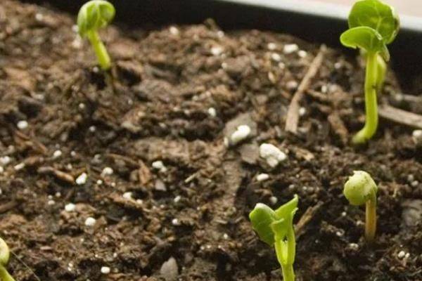 How does violet grow it