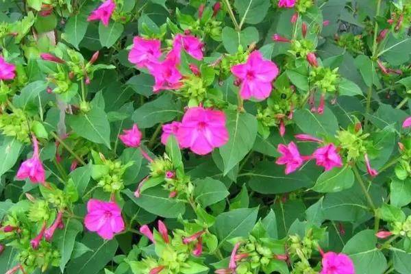 How does violet grow it