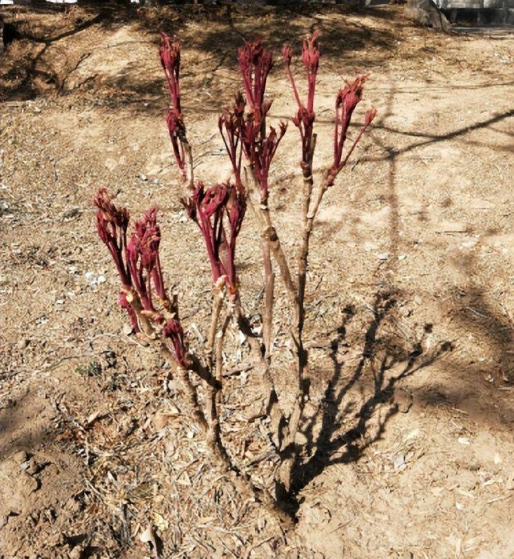 Methods and timing of pharmacological cultivation