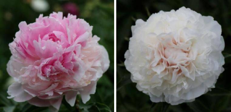 Methods and timing of pharmacological cultivation