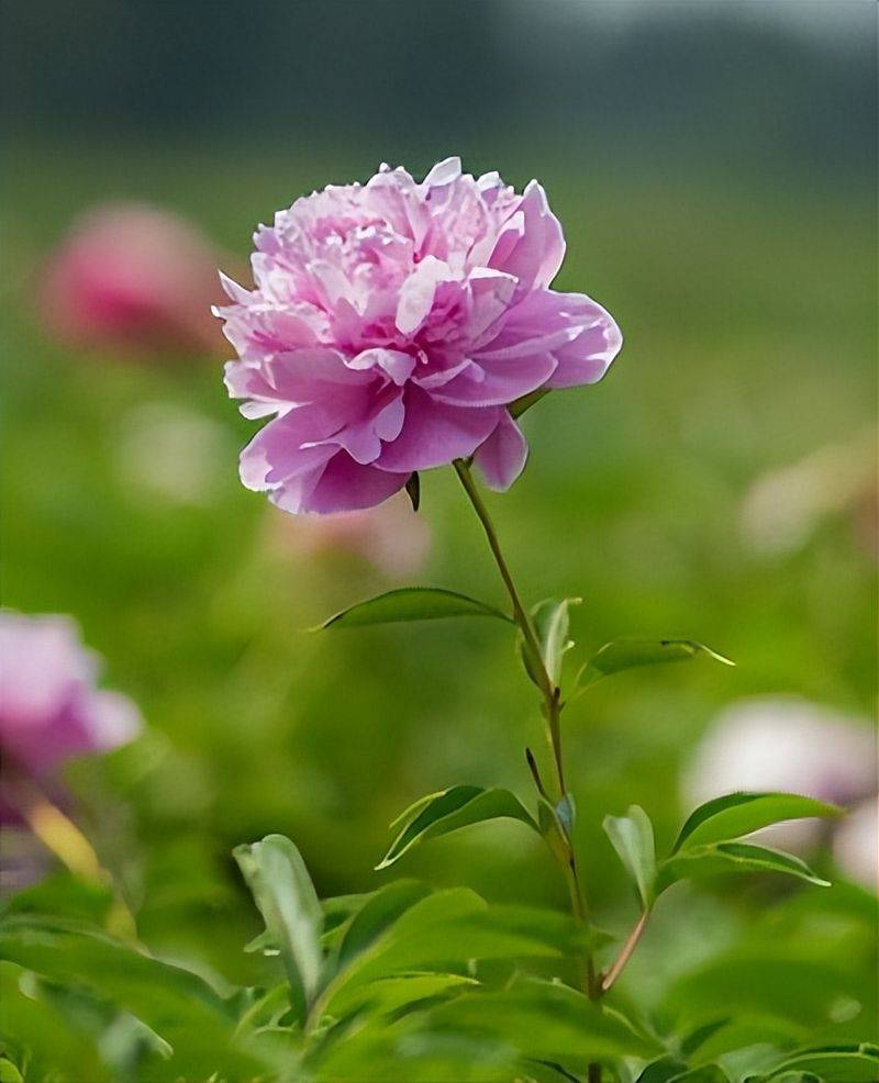 Methods and timing of pharmacological cultivation