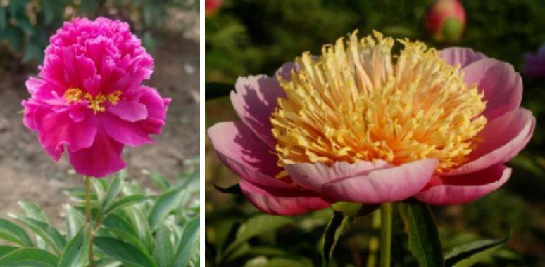 Methods and timing of pharmacological cultivation