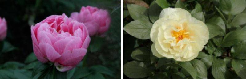 Methods and timing of pharmacological cultivation