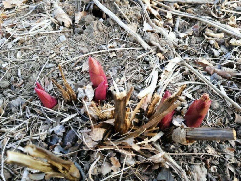 Methods and timing of pharmacological cultivation