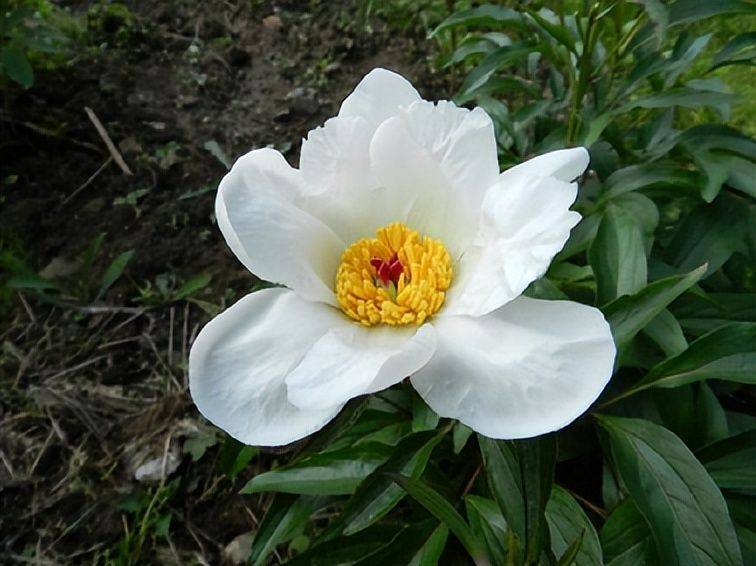 Methods and timing of pharmacological cultivation