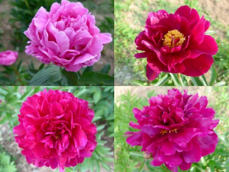 Methods and timing of pharmacological cultivation