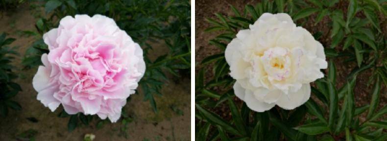 Methods and timing of pharmacological cultivation