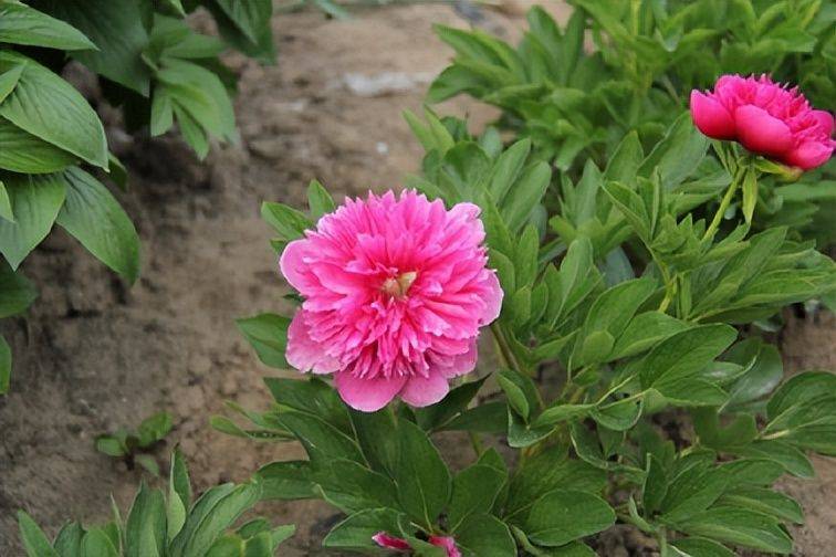 Methods and timing of pharmacological cultivation