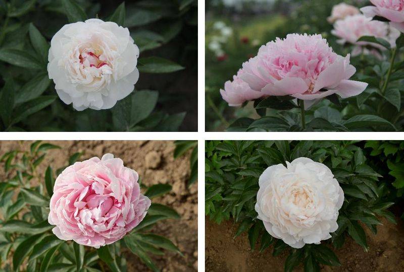 Methods and timing of pharmacological cultivation