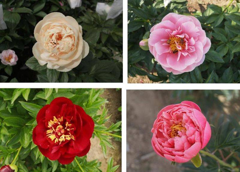 Methods and timing of pharmacological cultivation