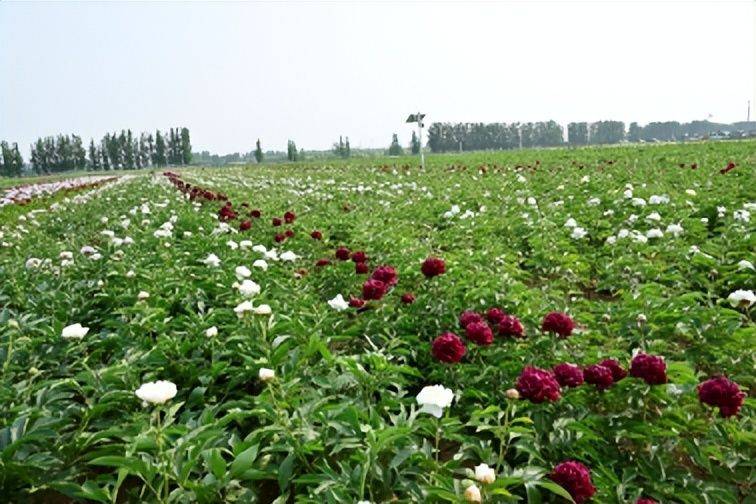 Methods and timing of pharmacological cultivation