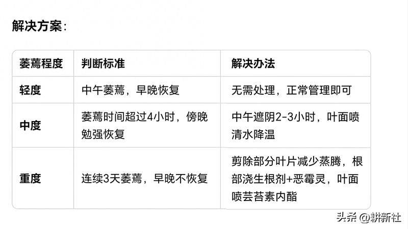 Video of the techniques used to plant watermelon in the country