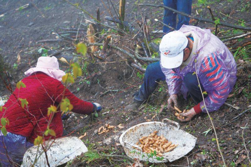 The method of growing tianima