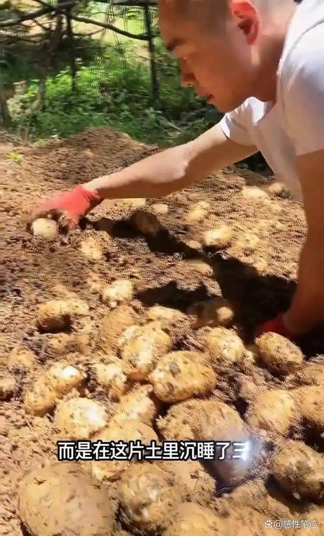 The method of growing tianima