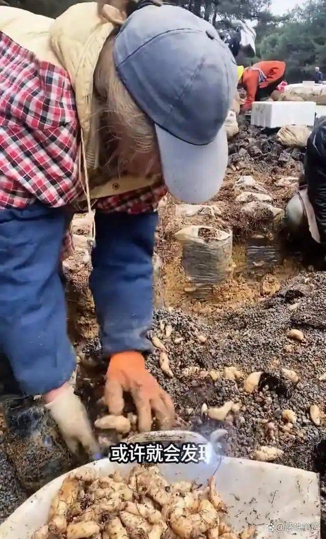 The method of growing tianima