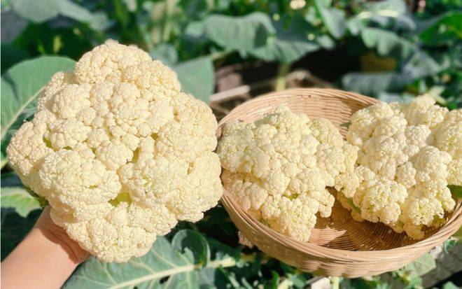 Methods and timing of gardening