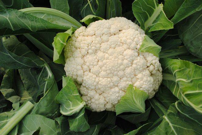 Methods and timing of gardening