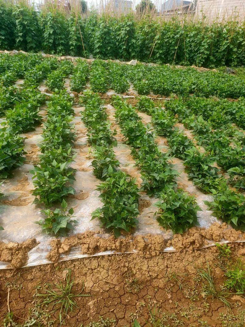 The method of planting four seasons of beans