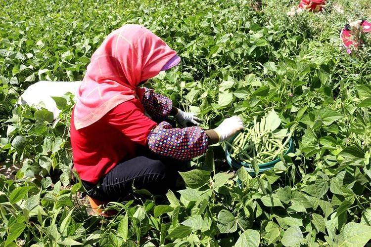 The method of planting four seasons of beans