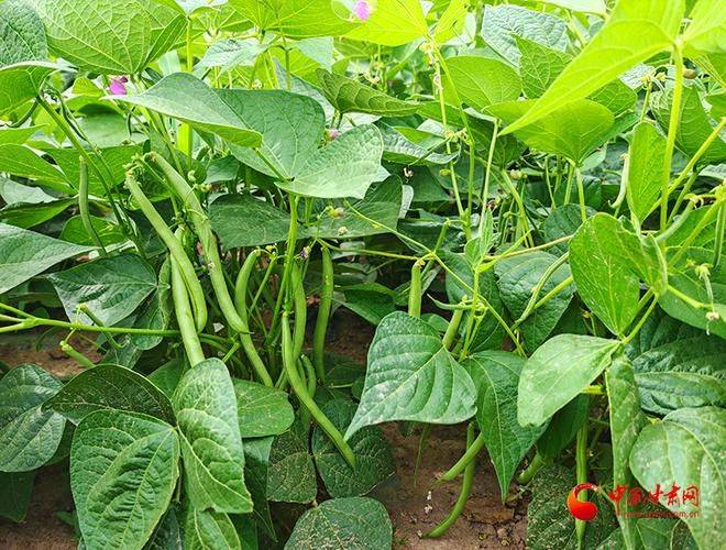 The method of planting four seasons of beans