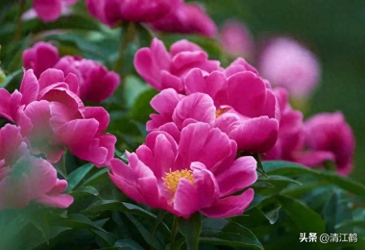 Methods and timing of pharmacological cultivation