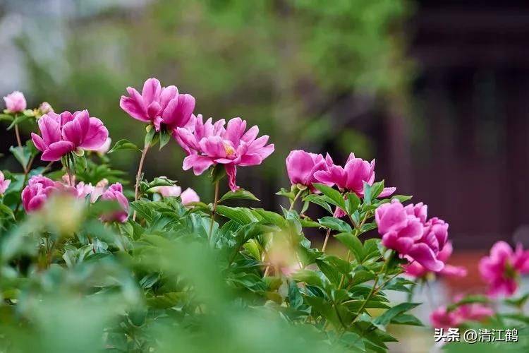 Methods and timing of pharmacological cultivation