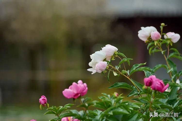 Methods and timing of pharmacological cultivation