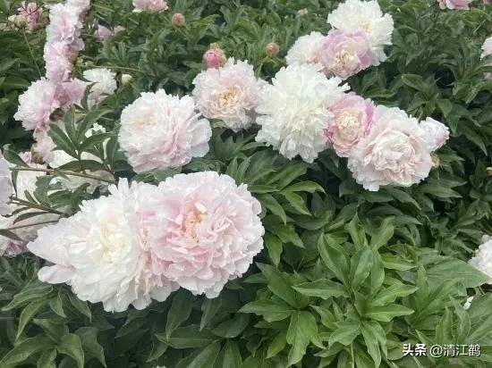 Methods and timing of pharmacological cultivation